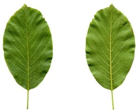 Walnut leaf Stock Photos