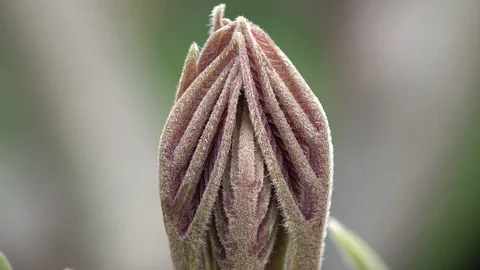 Walnut leaf in spring Stock Footage 106206617