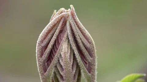 Walnut leaf in spring Stock Footage 106206652