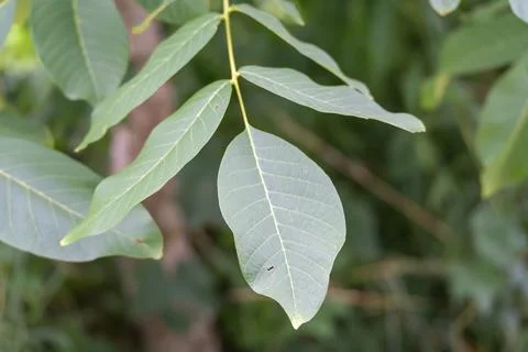 Walnut Leaflets Hanging from a Green Branch Stock Photos