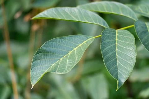 Walnut Leaflets with Pale Veins Against a Soft Green Background Stock Photos
