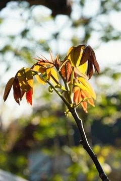 Walnut leaves in early spring Stock Photos