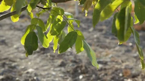 Walnut Leaves Stock Footage 10723837