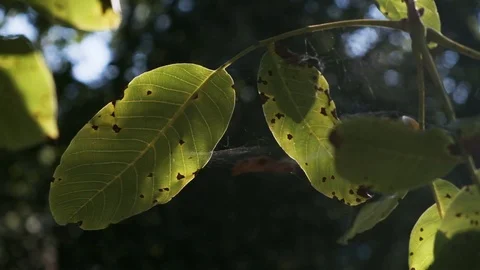 Walnut Leaves Stock Footage 113633148