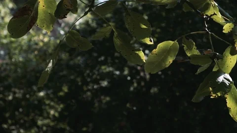 Walnut Leaves Stock Footage 113633149