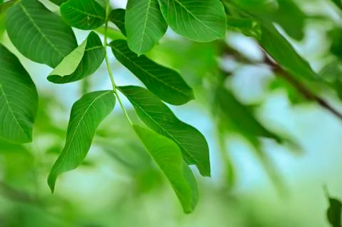 Walnut Leaves Isolated Stock Photos