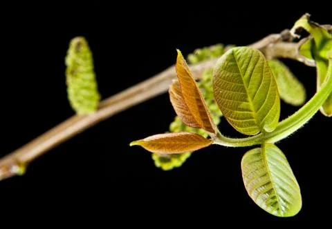 Walnut leaves Stock-Fotos