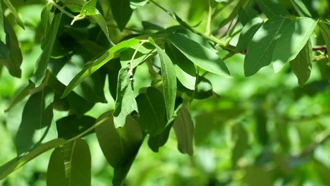 Walnut leaves rustle in the wind (Juglans regia) Stock Footage 91144336