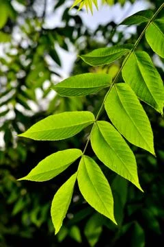Walnut leaves in spring Stock Photos