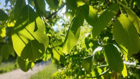 Walnut Leaves in the Sunlit Wind – A Dance of Light and Shadow Stock Footage 310457787