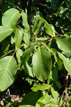 Walnut Leaves on a Walnut Tree Stock Photos