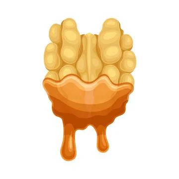 Walnut with liquid melted chocolate. Nutritious natural sweet dessert vector Stock Illustration