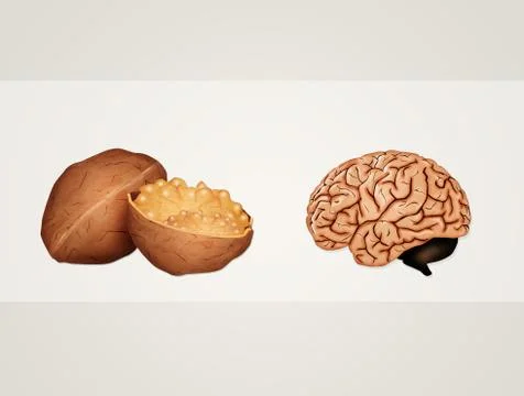 The walnut looks like the brain Stock Illustration