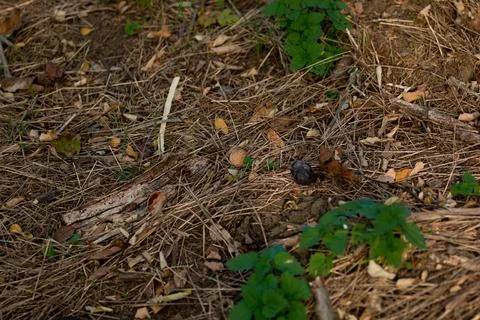 Walnut lying on the ground among grass and leaves Stock Photos