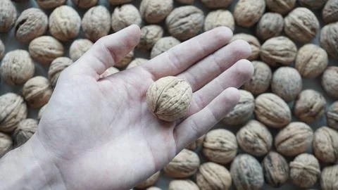 Walnut in a man's hand 写真素材