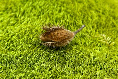 Walnut on the moss 스톡 사진