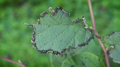 Walnut moth caterpillars Stock Footage 143924951