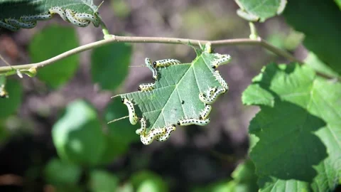Walnut moth caterpillars Video stock 143924974