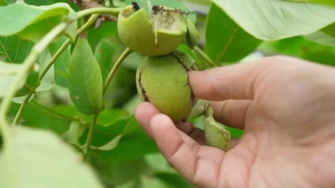 Walnut is the nut of any tree of the genus Juglans Family. Stock Footage 162758911