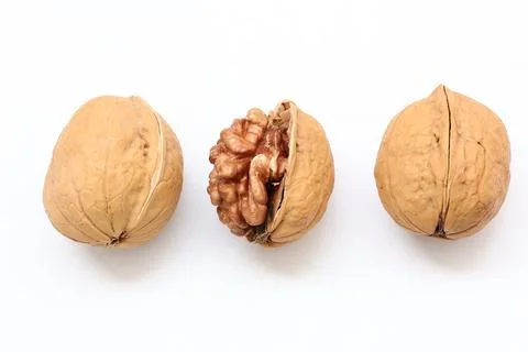 Walnut nut isolated on white background Stock Photos