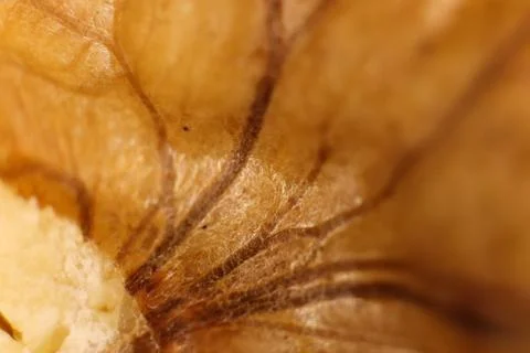 Walnut Nut Texture. Macro Closeup. Natural Organic Background. Foto stock