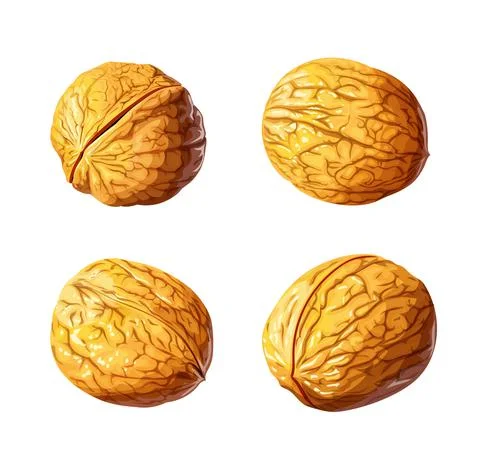 Walnut. Nut. Vector illustration. Illustrazione stock