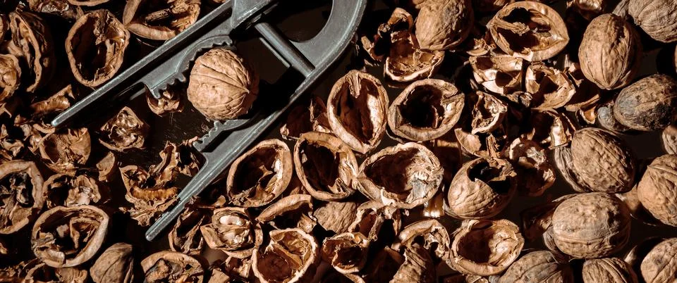 Walnut in a nutcracker close-up. Dark background. Beautiful background with f Stock Photos