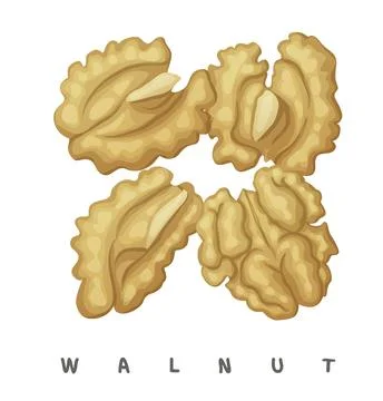 Walnut nuts square icon Stock Illustration