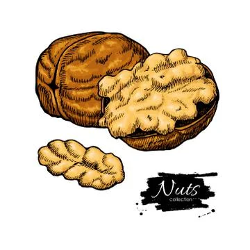 Walnut nuts vector hand drawn illustration. Artistic colorful sketch food obj Stock Illustration