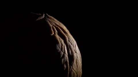 Walnut in nutshell. Rotation. Closeup. Stock Footage 99373462