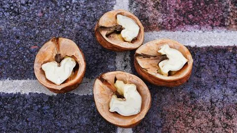Walnut . open walnut. close walnut Stock Photos