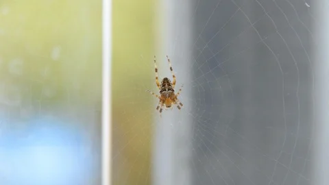 The Walnut Orb-weaver Spider Vidéo 93570350