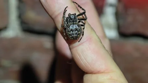 Walnut Orb Weaver Spider Resting On Human Finger, Nuctenea Umbratica Arachnid Stock Footage 340543212