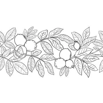 Walnut Outline Horizontal Seamless Pattern. Illustrazione stock