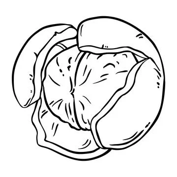 Walnut Outline Vector Isolated Illustration Stock Illustration