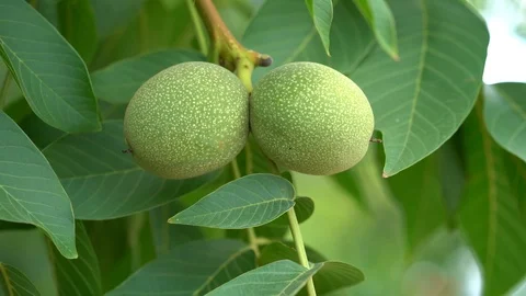 Walnut in the peel on branch. Stock Footage 113645240