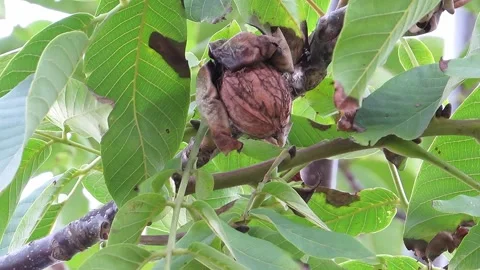 Walnut peeled off the tree Stock Footage 142168649