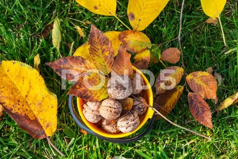 Walnut Stock Photos