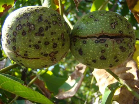 Walnut 스톡 사진