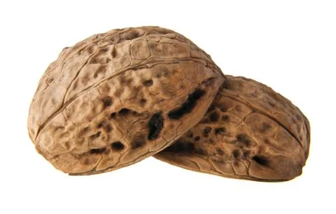 Walnut Stock Photos