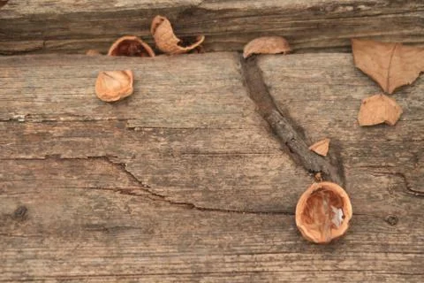 Walnut Stock Photos