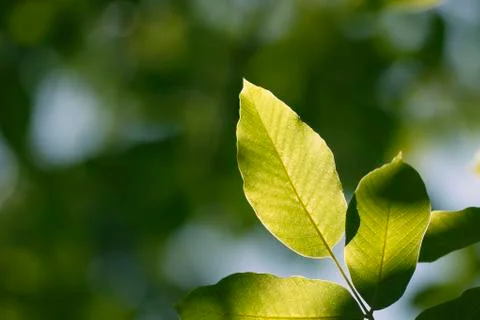 Walnut Stock Photos