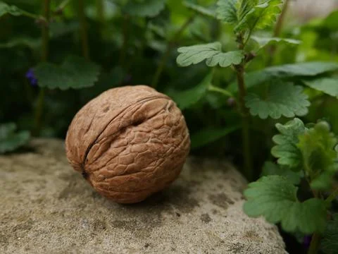 Walnut Stock Photos