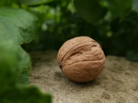 Walnut Stock Photos