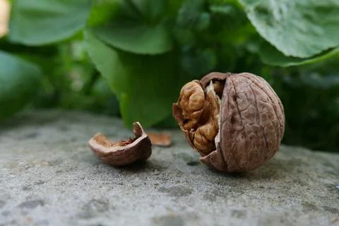 Walnut Stock Photos