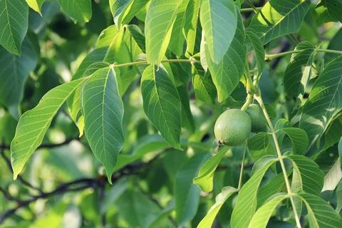 Walnut Stock Photos