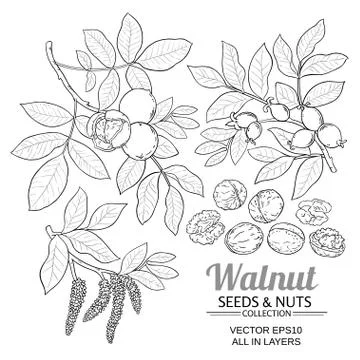 Walnut plant vector Stock Illustration