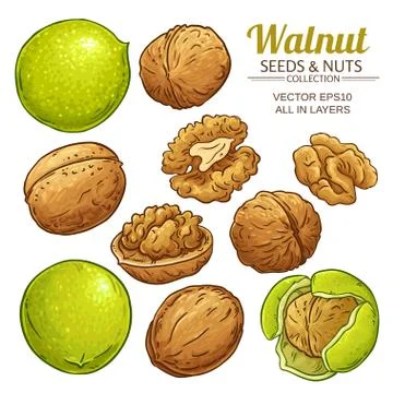 Walnut plant vector Stock Illustration