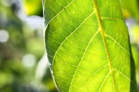 The walnut plant on the walnut tree Stock Photos