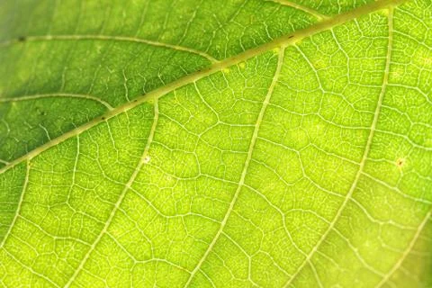The walnut plant on the walnut tree Stock Photos